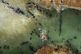 Polished Dendritic Chrysoprase Slab - Western Australia #364236-1
